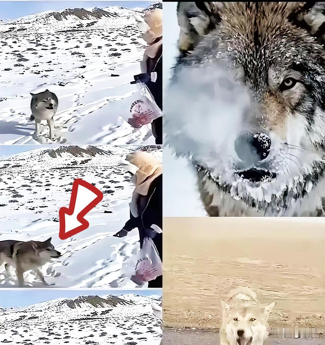 新疆奇台有个牧民，十年前喂过一只小狼，临走时随口说了句“老了混不下去就回来，