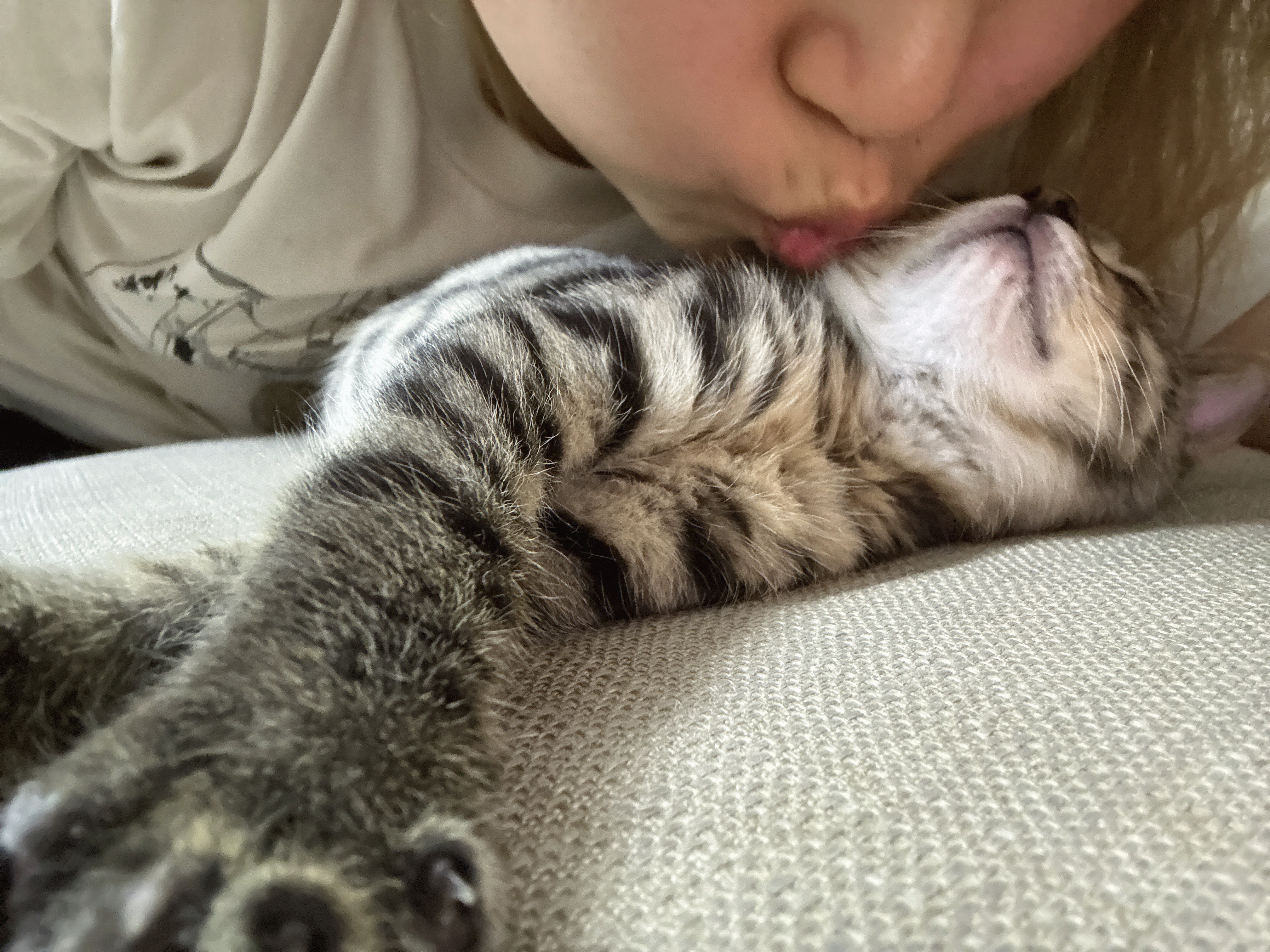 嗦一口小猫咪增加精神值50点