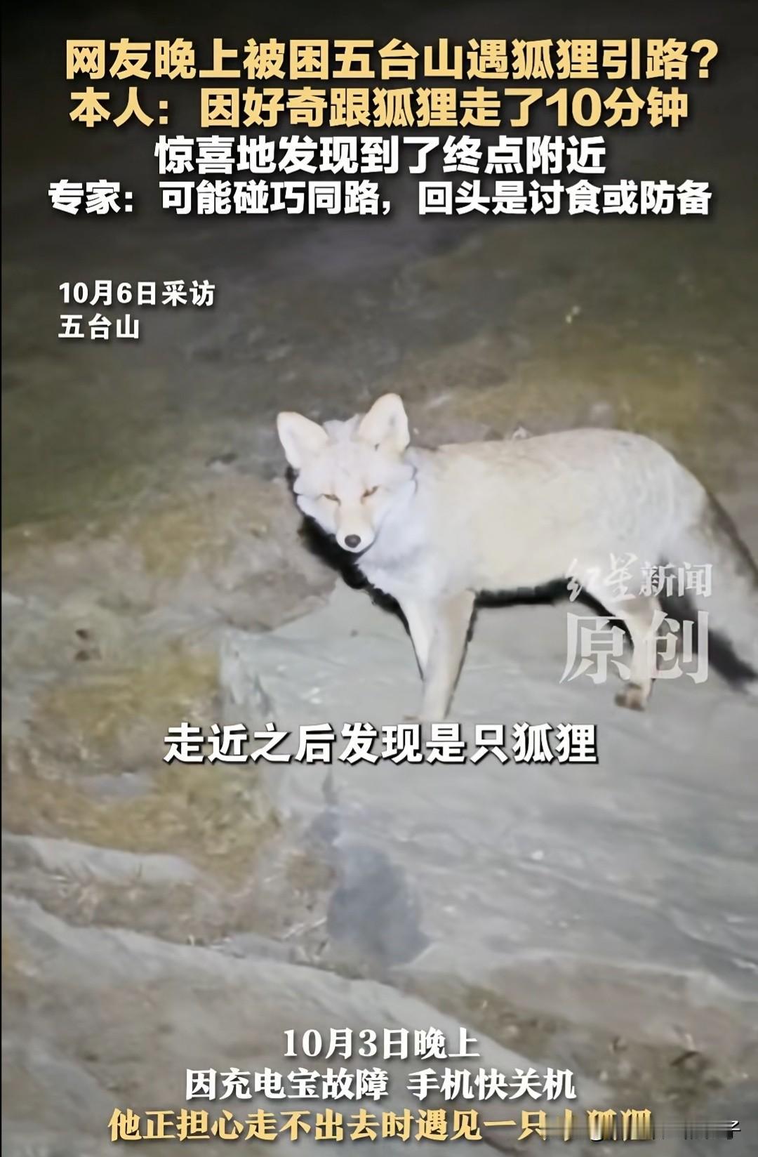 彻底解释不清了！男子夜晚在五台山徒步下山，正担心手机没电快关机时，一只狐狸却突然