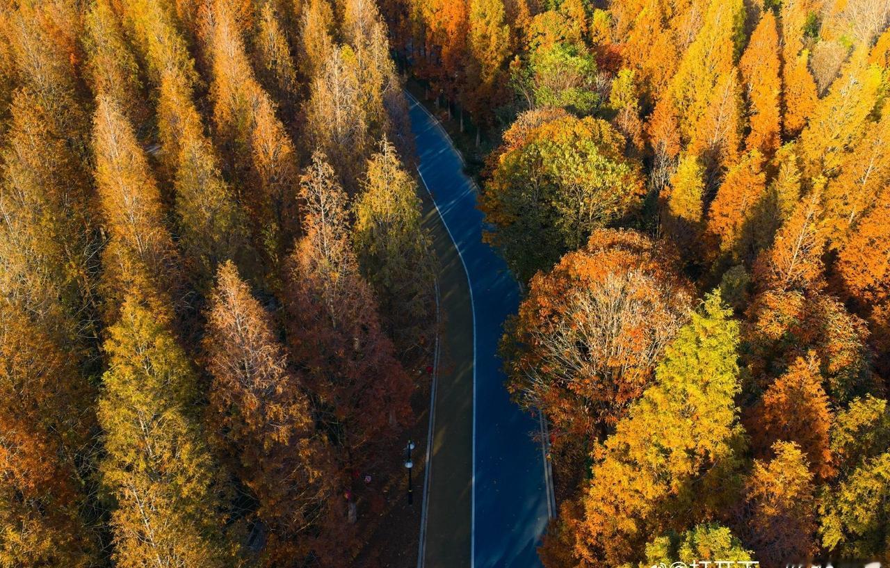 济南鲜花港，树叶早已褪去夏日的翠绿，换上了热烈的橙红与金黄。阳光透过枝叶的缝隙洒