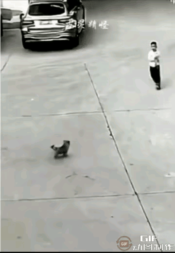 小孩太坏了小狗太可怜了沙井打开又没东西围着太危险了走丢的狗宝宝沙井宠物