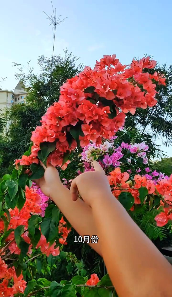 三角梅一到雨季就疯长，枝条像面条一样软趴趴，好看是看不到了。别急，剪掉徒长的部