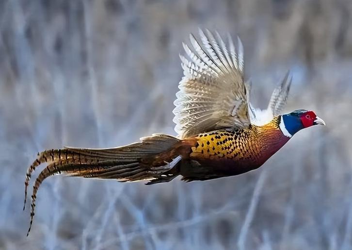 为什么野鸡一到天黑后就“失踪”？一位野生专家告诉我，80%的人都不知道，野鸡曾和