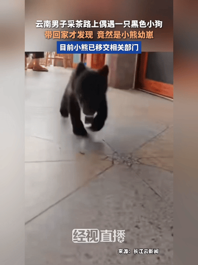 离谱！云南大哥捡回一只流浪狗，半夜喂牛奶愣住：这竟是熊崽子！离谱又暖心！云