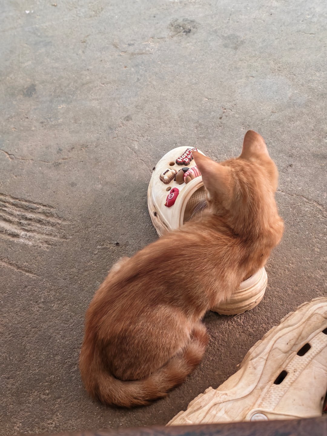 小猫咪