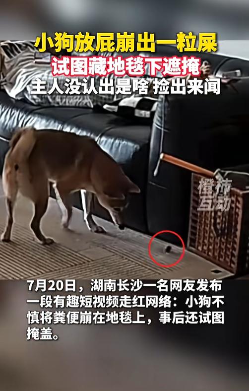 “笑不活了！”7月21日报道，湖南长沙，一小狗在家里放屁时，崩出来一粒屎，小狗见