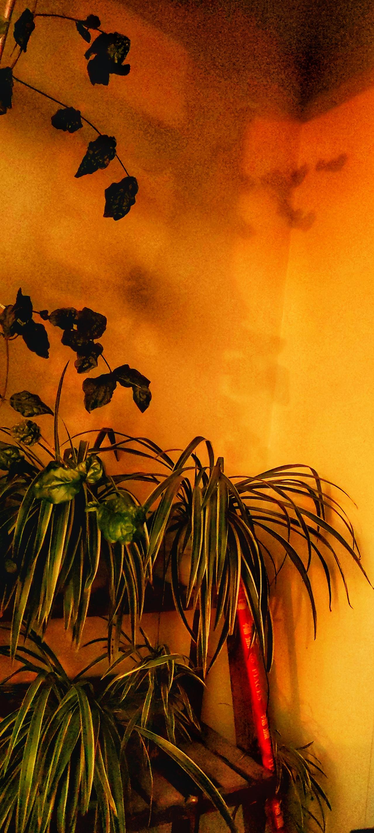 摄影分享视觉艺术音画欣赏带你走进画里摄影师镜头下的东方美学