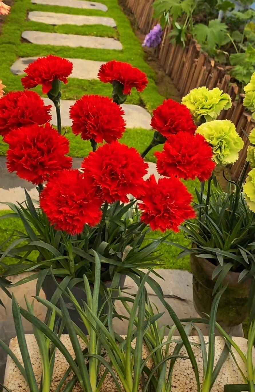 分享你手机中的花花草草谁手拍～