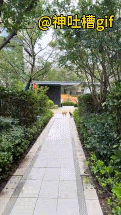 天下武功，唯快不破：猫咪弓着身子，狗狗以为猫咪不敢动，不料猫咪先下手为强，三两拳