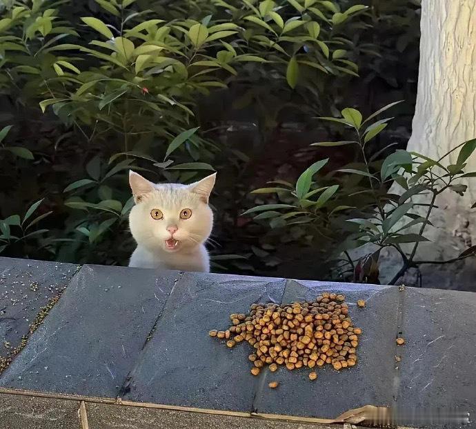 每次看到有人投喂都会惊讶的震惊小猫宠物卖萌中心​​​