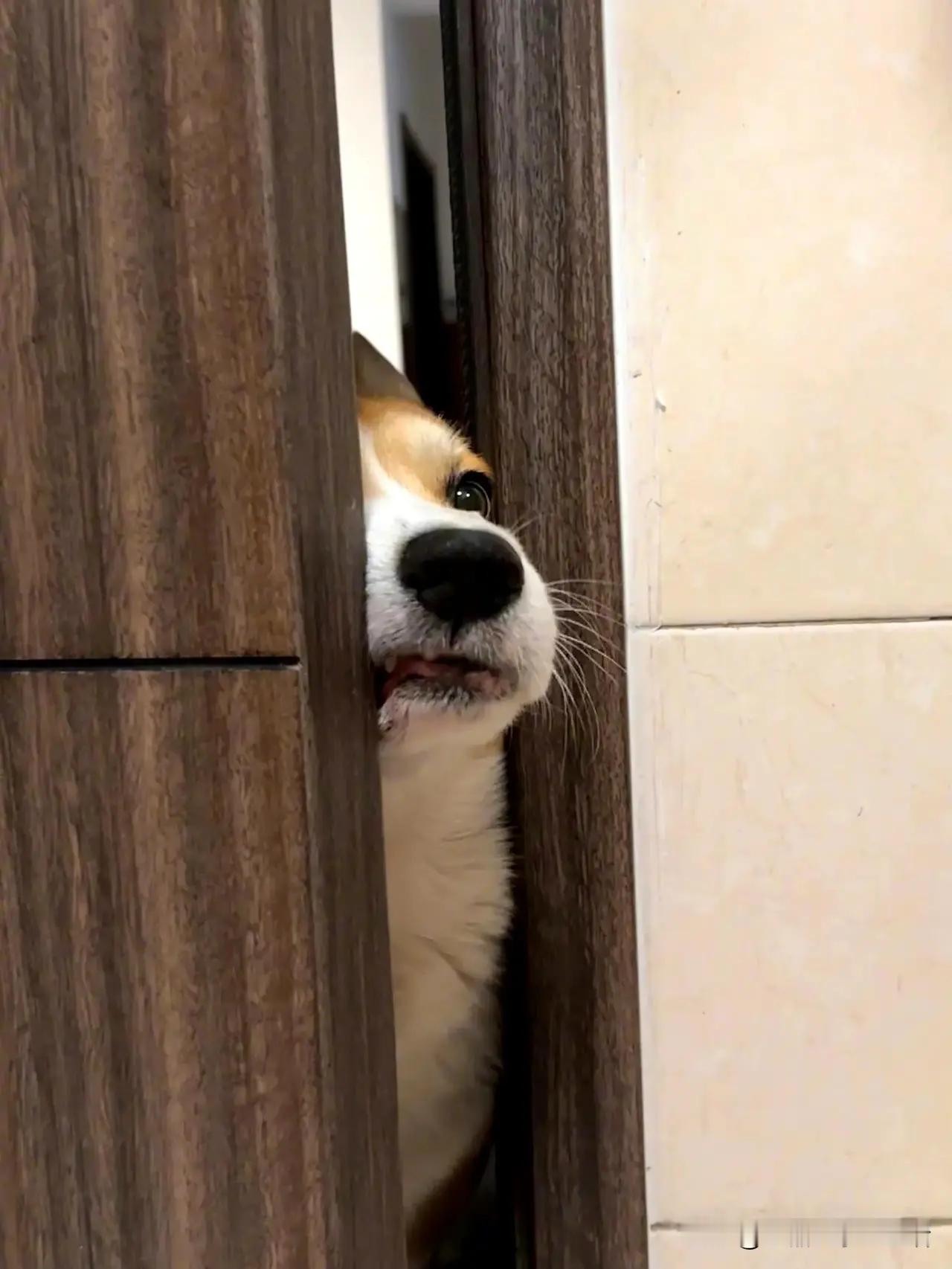 当你上厕所时你家的狗：