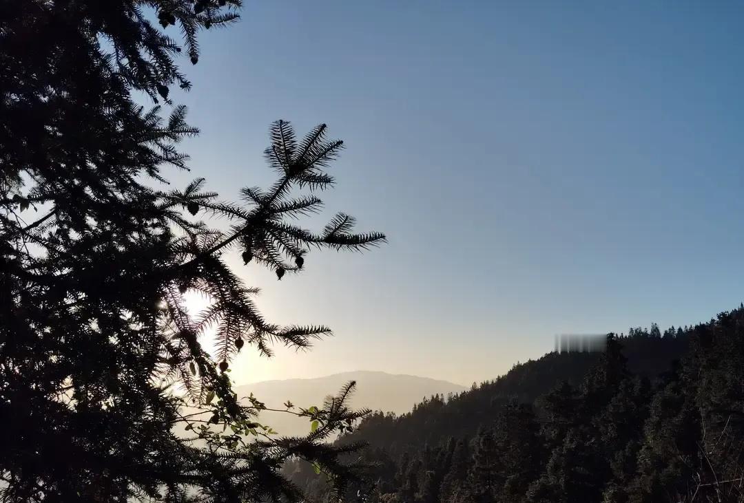 熊猫鹰秋田犬深夜开聊，我刷到截图差点把奶茶喷键盘。画面里熊猫慢悠悠说高超音速能