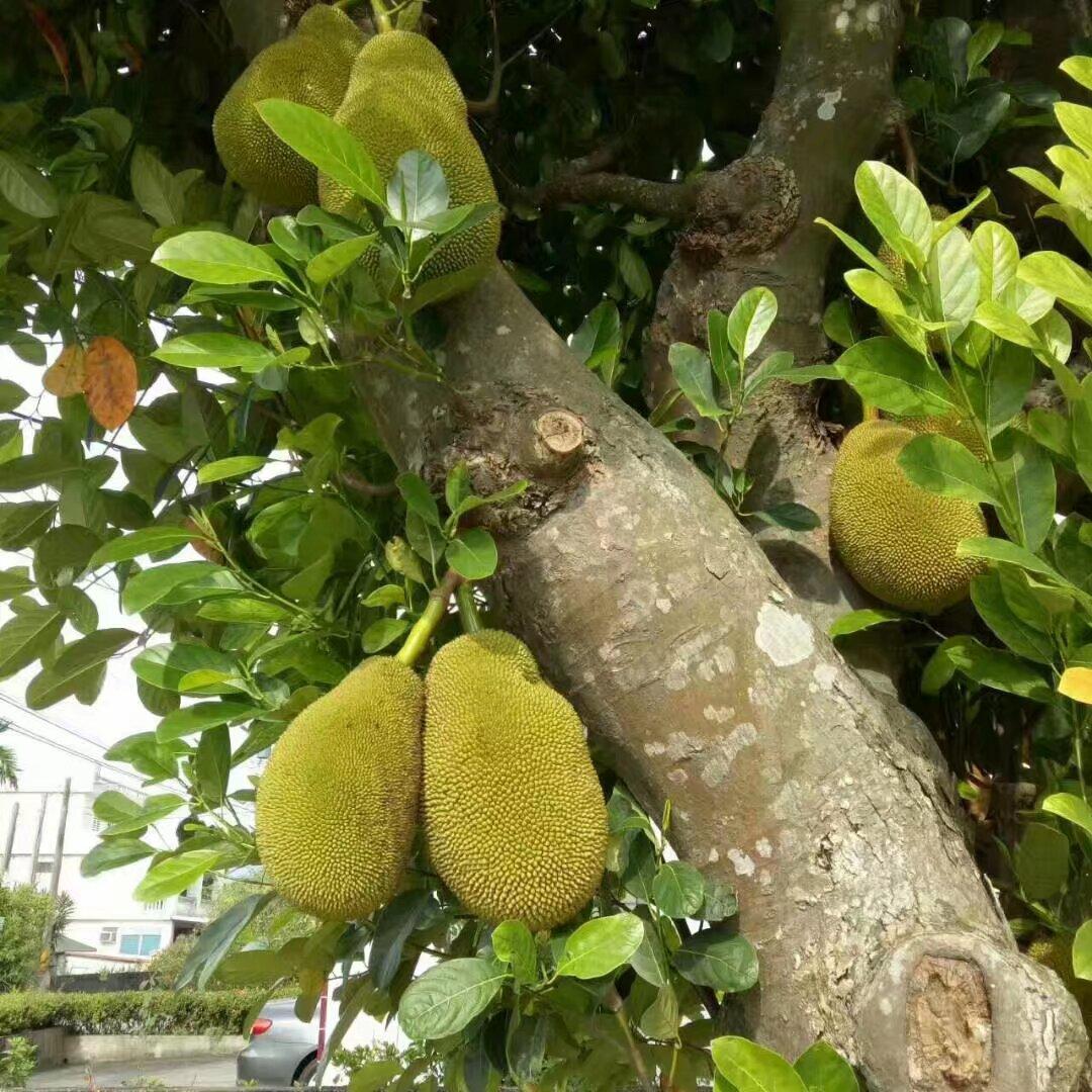 这是我在台湾路边随手拍的水果，这是什么水果有没有人知道1？