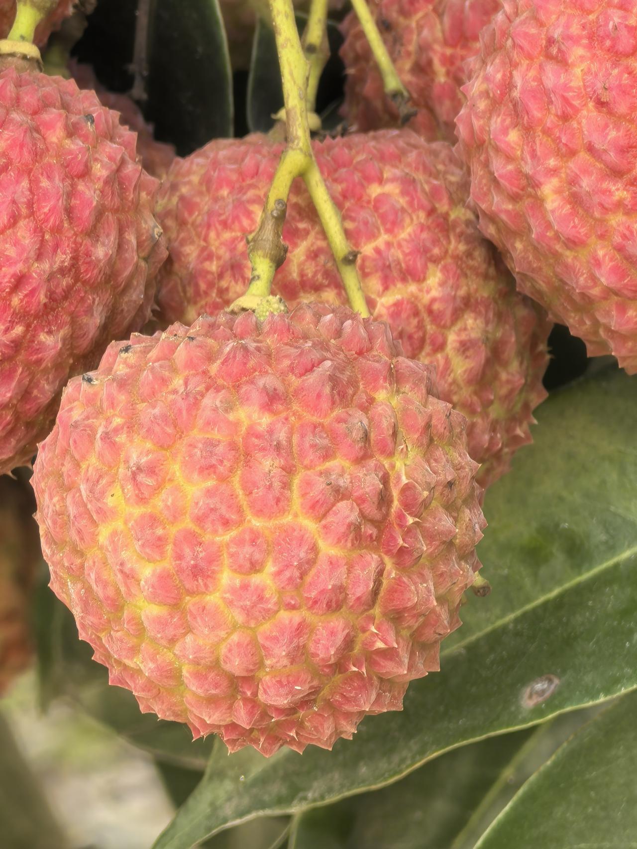 【为什么荔枝会有大小年？】水果这么多品种中，有一个奇怪的现象，这就是【大小年