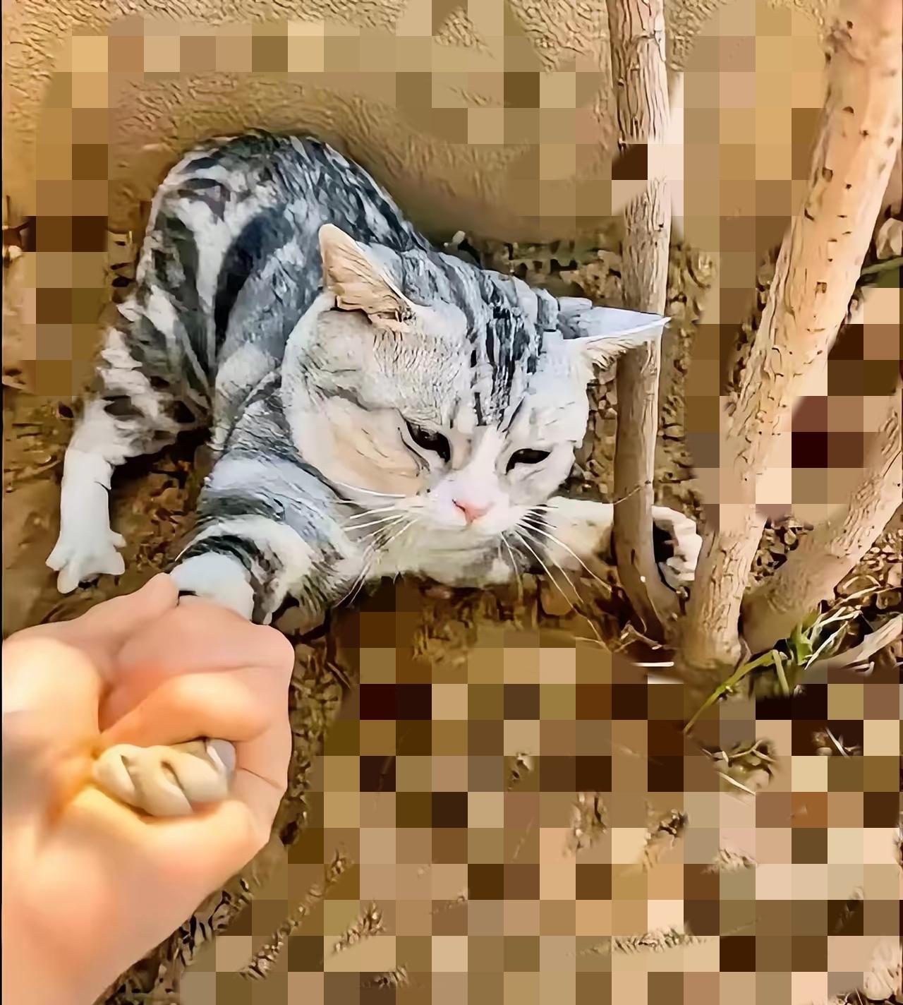 谁懂啊！路上捡着只灰白小奶猫，那叫一个黏人，我走哪儿它跟哪儿，拦都