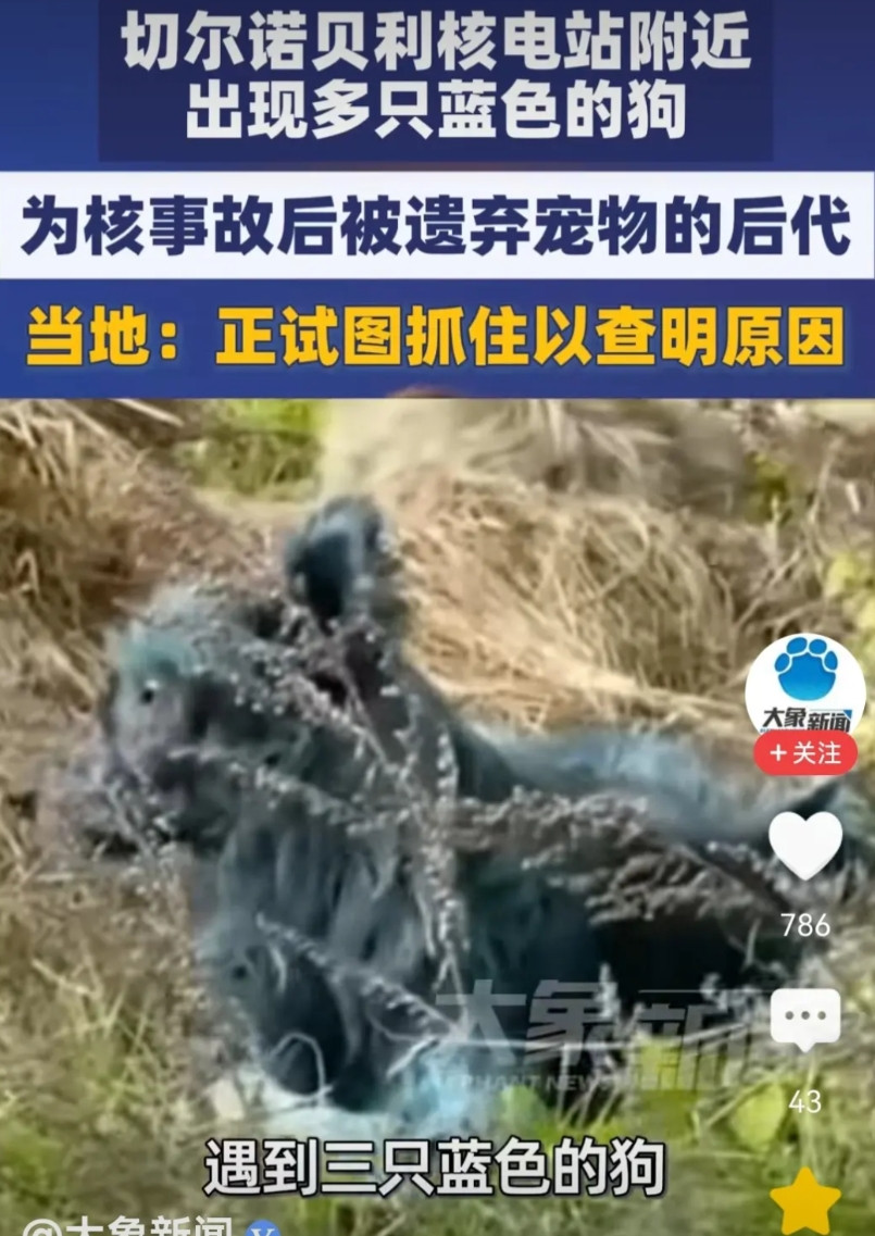 核辐射没有杀死狗,却让狗变蓝色!看新闻报道说,在乌克兰北部地区的切尔诺贝利核电