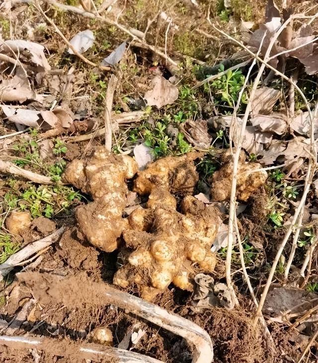 在国外泛滥成灾，中国却靠人工养殖，国外甚至每年花50亿元难消灭。这东西学名叫菊