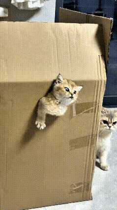 谁能拒绝一只执念拉满的小奶猫啊！小家伙窝在纸壳箱子里，一听见外面大猫的叫声