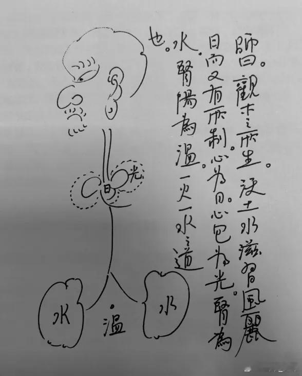用最直白的方式聊聊中医里的“水火之道”。左边那个小人头连着肾，标着“水”字，右边