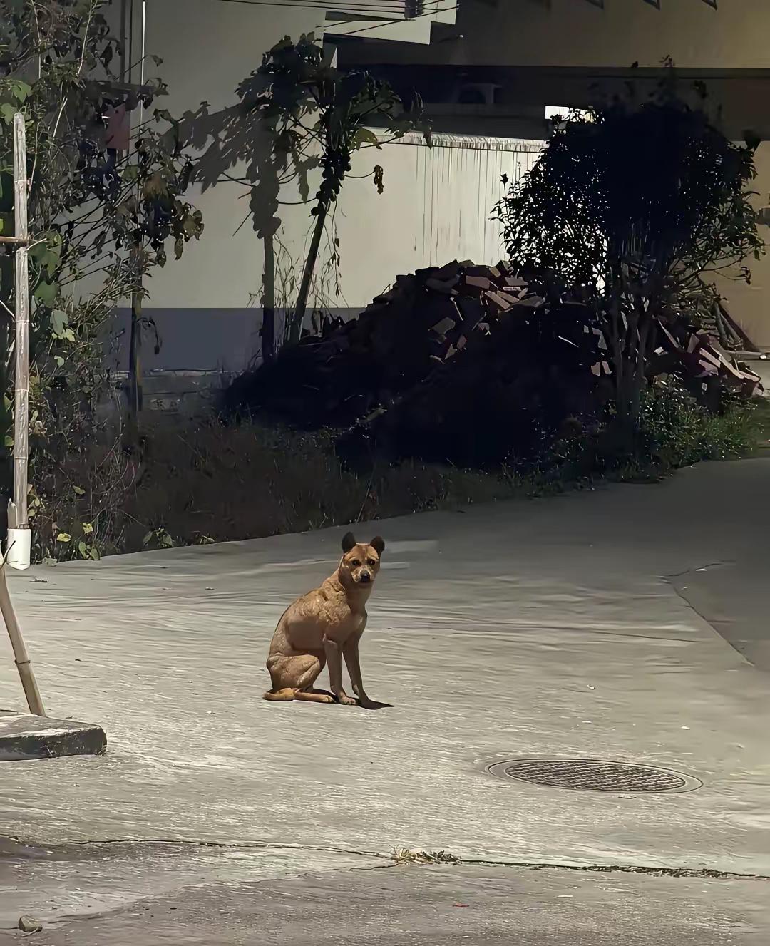 这只狗狗真的看哭无数人！女主因怀孕无奈送走相伴多年的狗狗，十几公里的路程，它却一