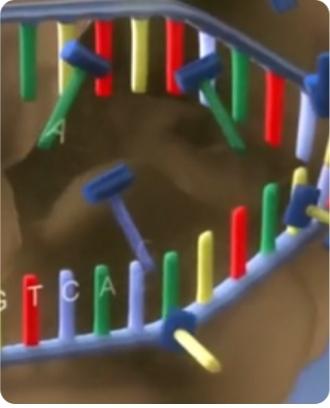 DNA双螺旋结构1953年，一个注定载入科学史册的年份——詹姆斯·沃森与弗朗西