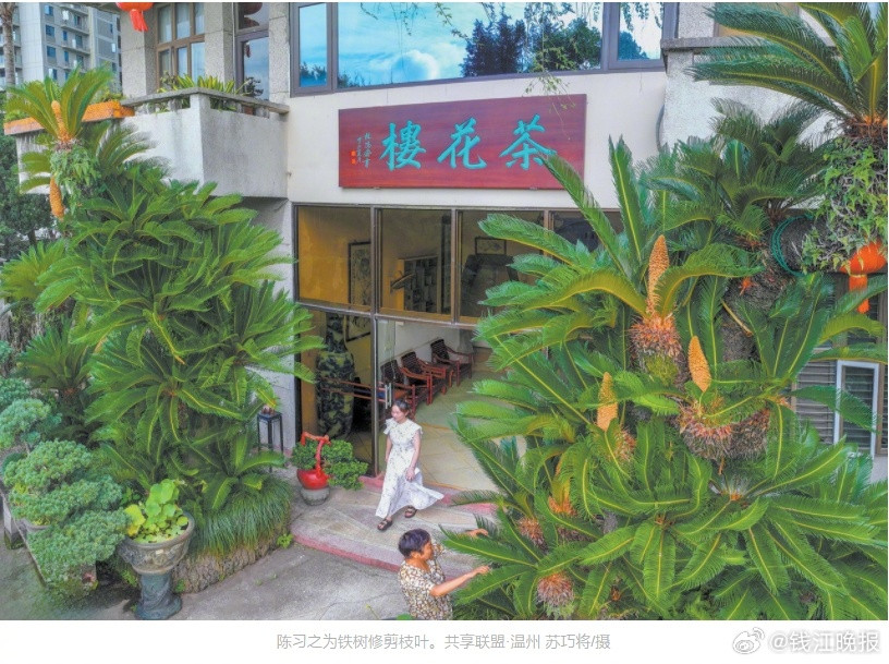 温州300岁铁树绽放7朵'黄金花'！曾抵10套房的'活古董'惊艳再现
