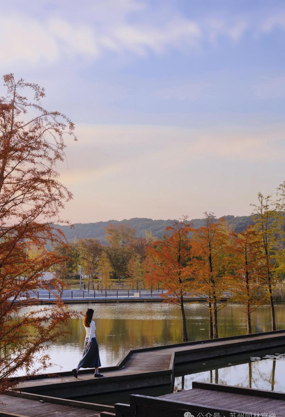 【上方山国家森林公园，池杉栈道，梦幻秋景】上方山的秋景主打“自然野趣”，湿地、