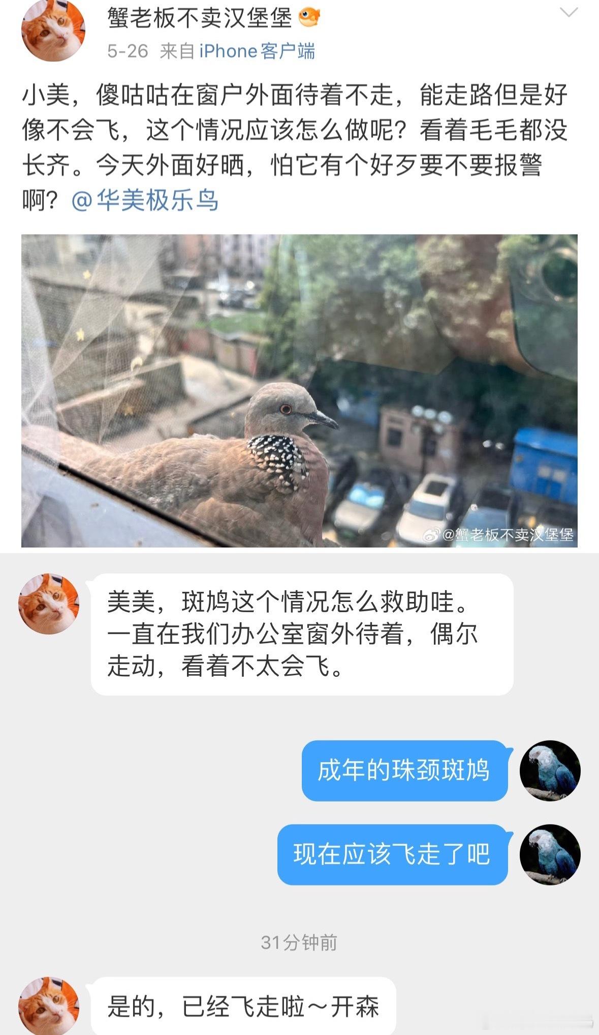 鸟粉投稿珠颈斑鸠：还是好人多啊！你猜我怎么上来的！​​​