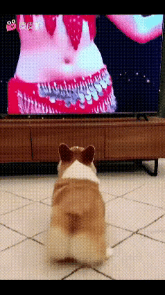 这个小狗狗更可爱！