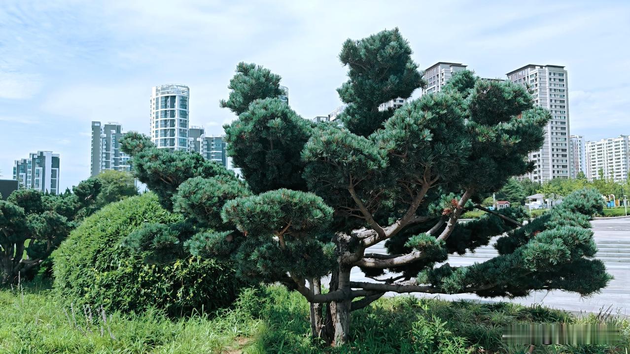 五针松，因五叶丛生而得名。原产日本，为松科常绿乔木。其针叶5针一束，细短光滑，树