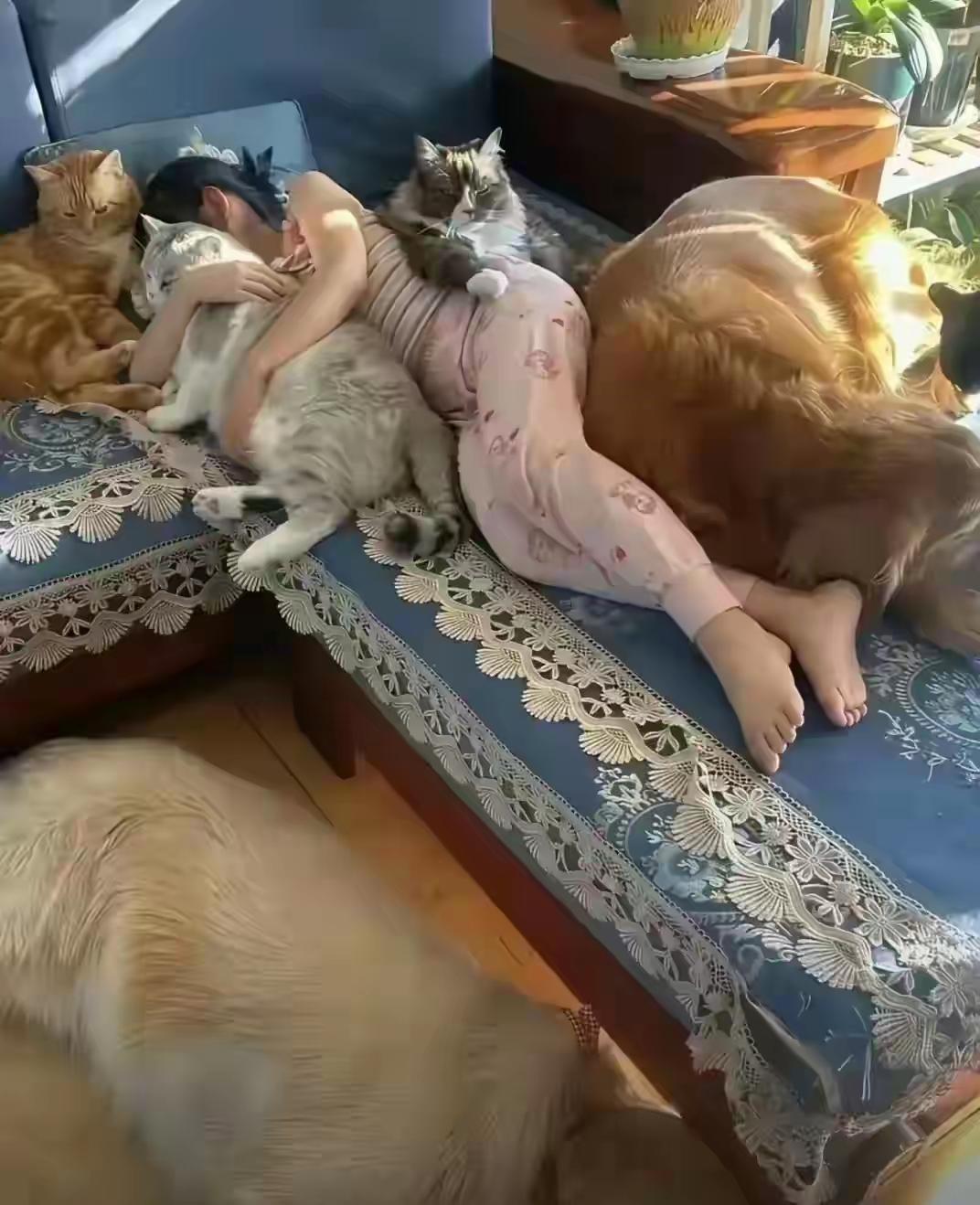 是这一屋子猫狗养了个宠物人，还是一个人养了一屋子猫狗？反正分不清谁是主角了！