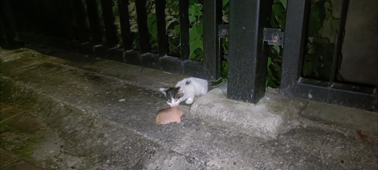 真是越怕什么越来什么！喂完流浪猫回家的路上听到路边有小奶猫饥饿的叫声，我打开手机