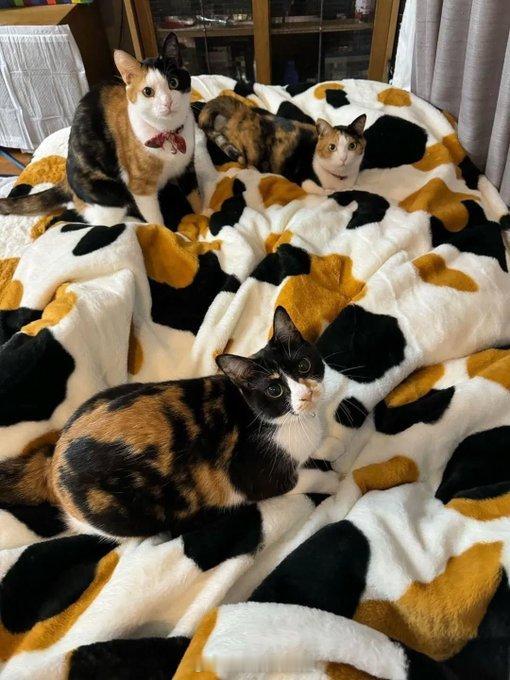 “床上有4只猫，你数对了吗”​​​