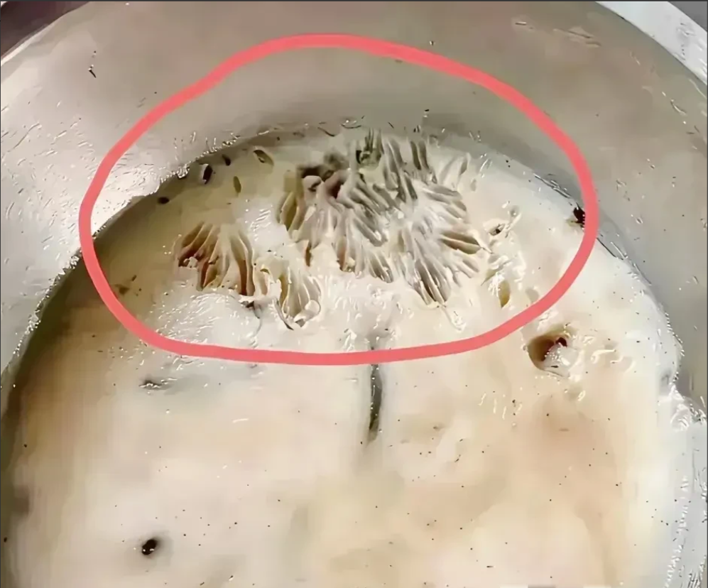 肠子都悔青了！昨天刚熬好的猪油忘盖盖子，今早发现敞了一整夜。那可是跑早市抢的新鲜