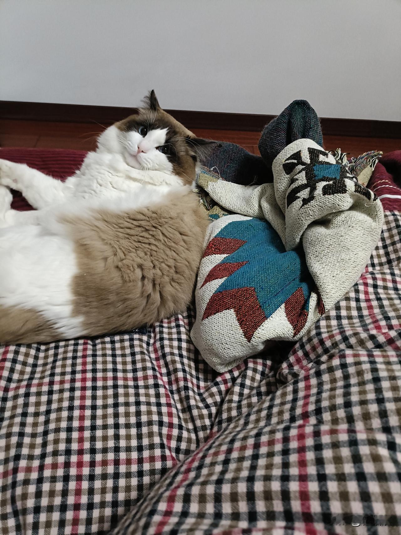 我家布偶猫，是个自由的跟屁虫[笑着哭]你吃饭，它跳到餐桌你看电视，它躺沙发你