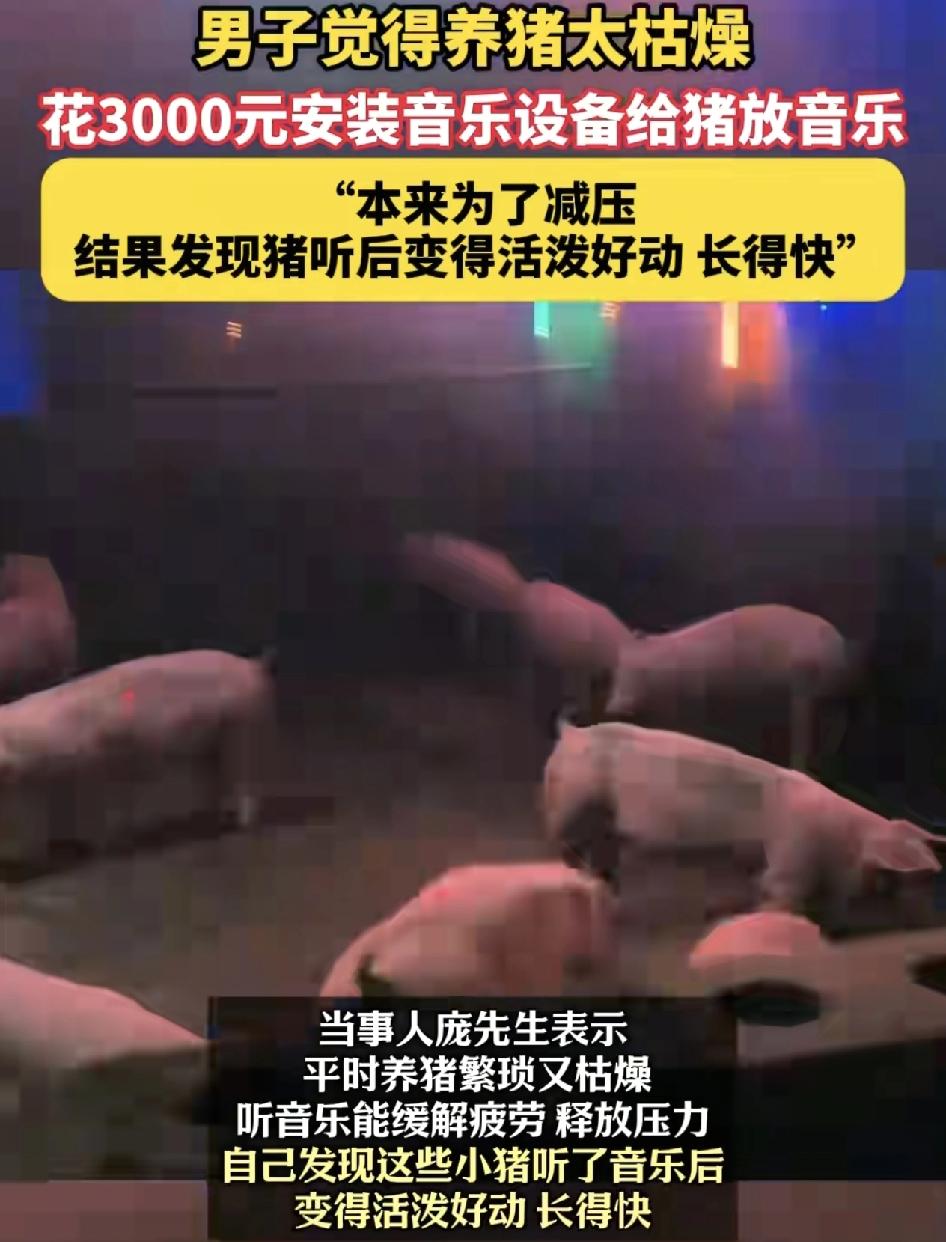 广西一男子觉得养猪太乏味了，于是花了3000元在猪栏里安装了音乐设备，每天一起蹦