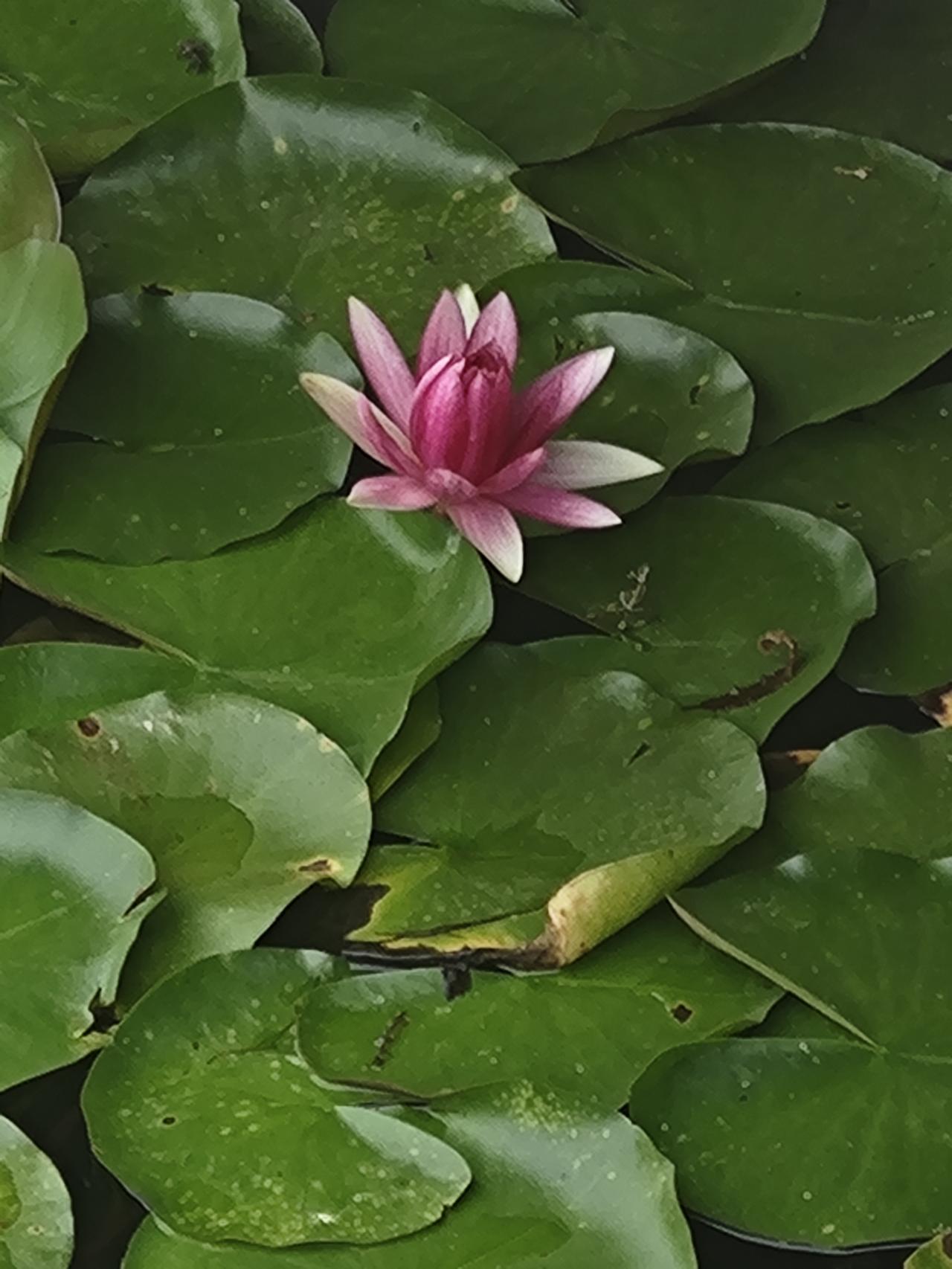 分享你手机中的花花草草水面之上，荷花轻舞，诗意在碧波间静静流淌。