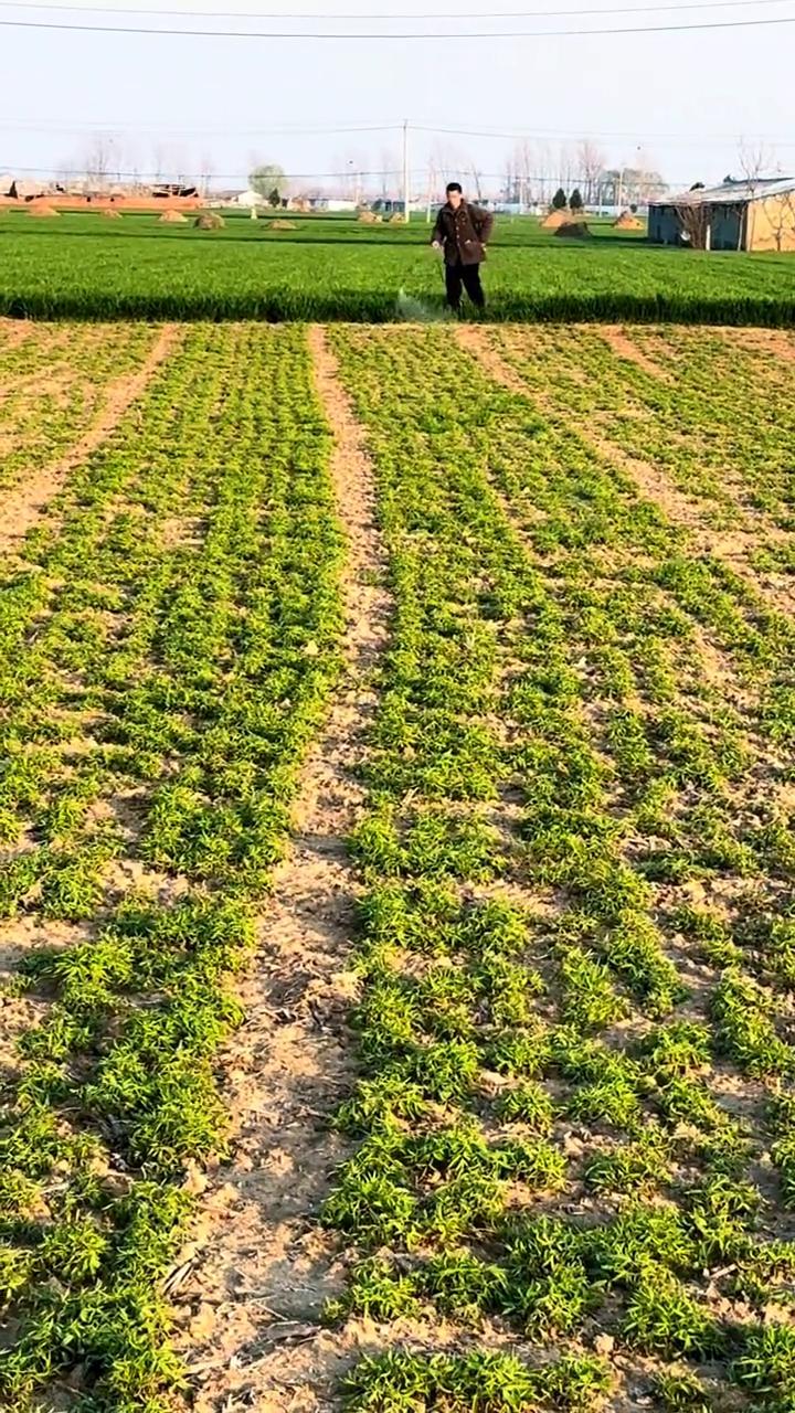 元胡收获期到了，需要大量的人工，留守老人成了香饽饽。元胡别名元湖，分布于中国黑