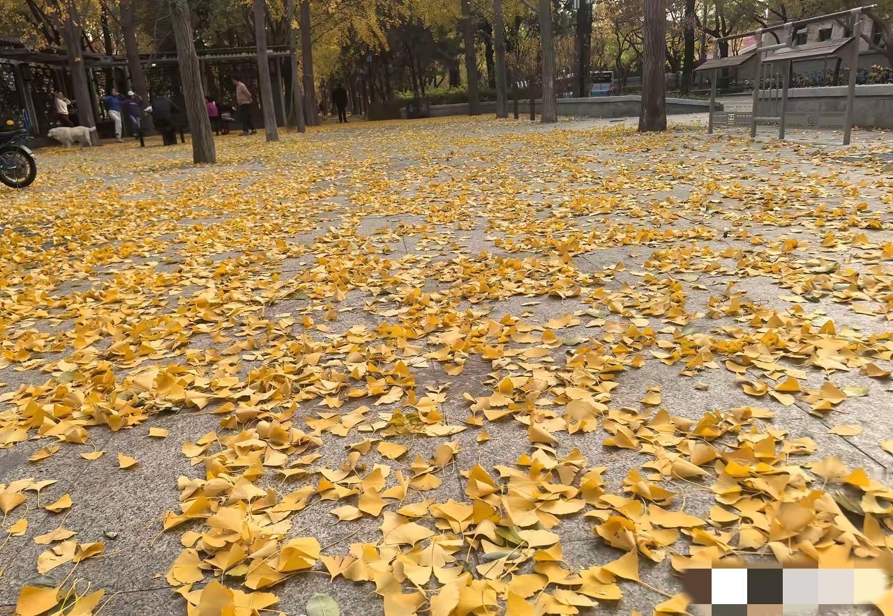 这到底是谁想到啊？脑子也太好使了，活该他赚钱！100片银杏叶售价29.9，商