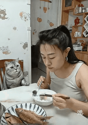老虎不发威真会被当成软柿子，这段小猫耍横的片段我循环反复看了三遍，越看越有意思。