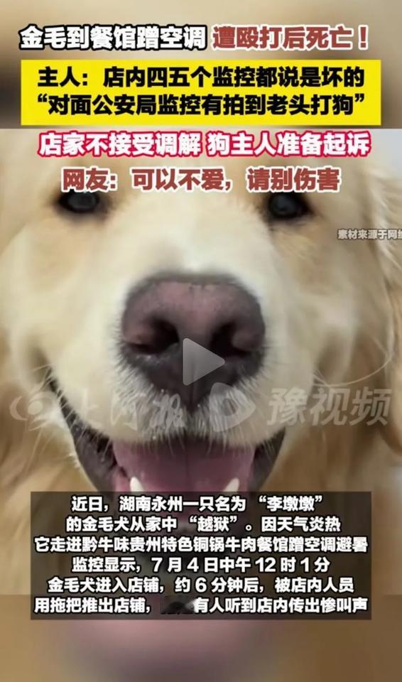 金毛“李墩墩”主人愤怒发声：我没有吃“李墩墩”的狗血馒头，餐馆只是道歉并赔了我5