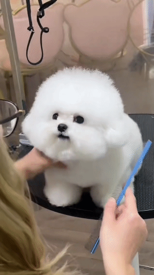 救命！这哪是修毛，分明是给我修了颗棉花糖！谁懂啊！美容台上的小比熊乖乖坐着