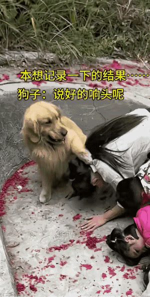 狗子是懂事的。女子应该不会踢它吧？