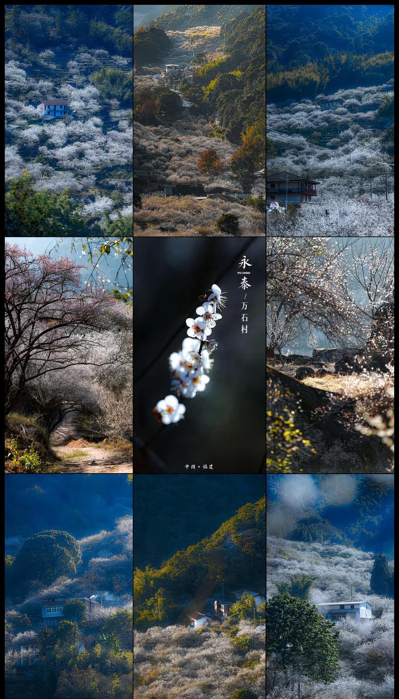 福州赏梅天花板，万石村梅开正旺时～福州永泰万石村的梅花开到爆了！自驾路上一路惊喜