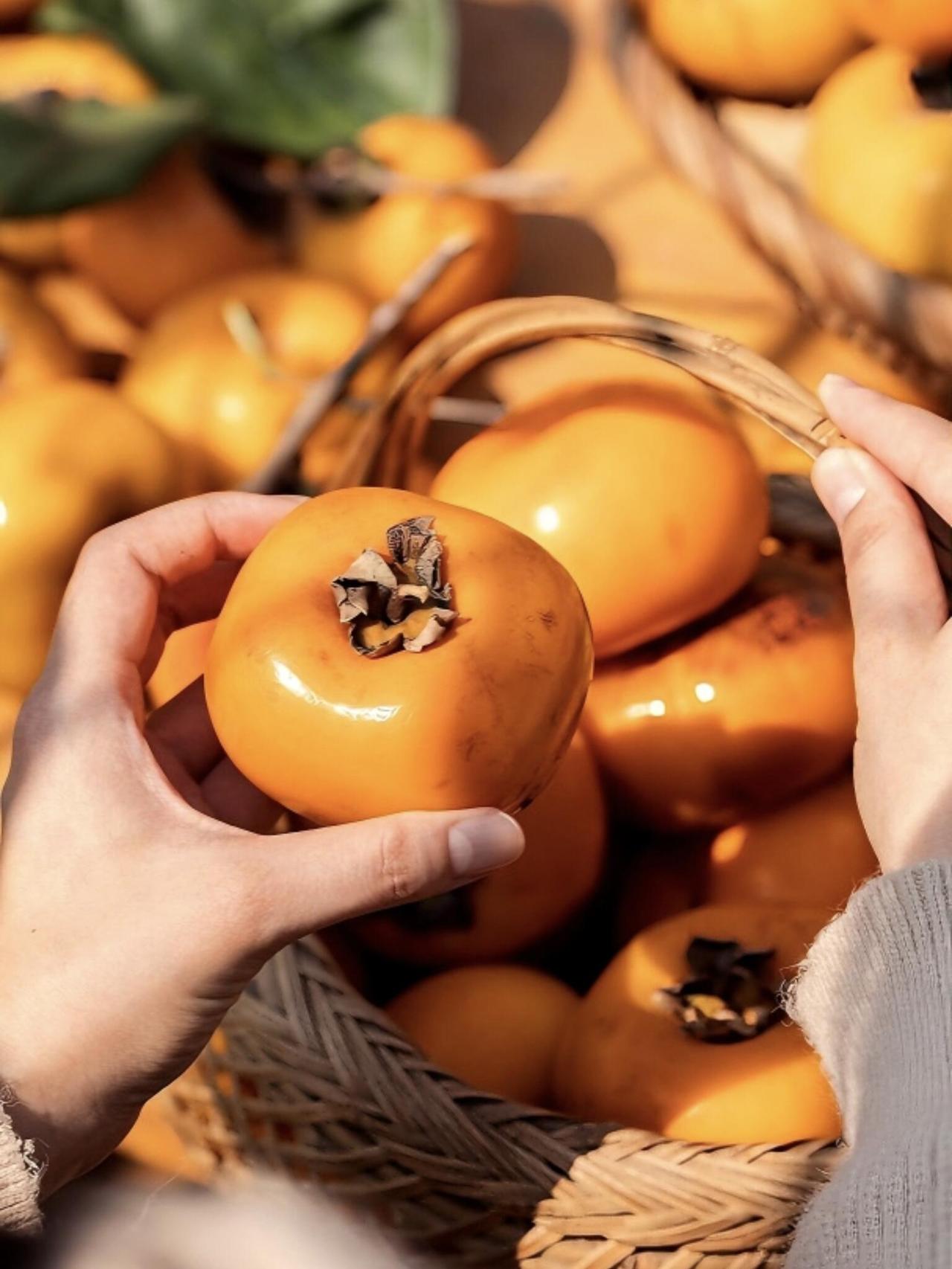 广西美味，恭城柿子攻略🍂秋天的浪漫，一定有一站是广西恭城✨中国月柿之乡真的太