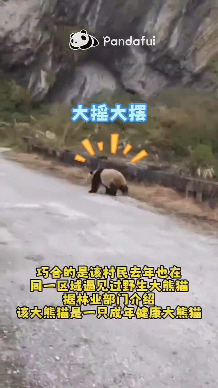巧合的是该村民去年也在同一区域遇见过野生大熊猫。2025年4月10日，四川宝兴