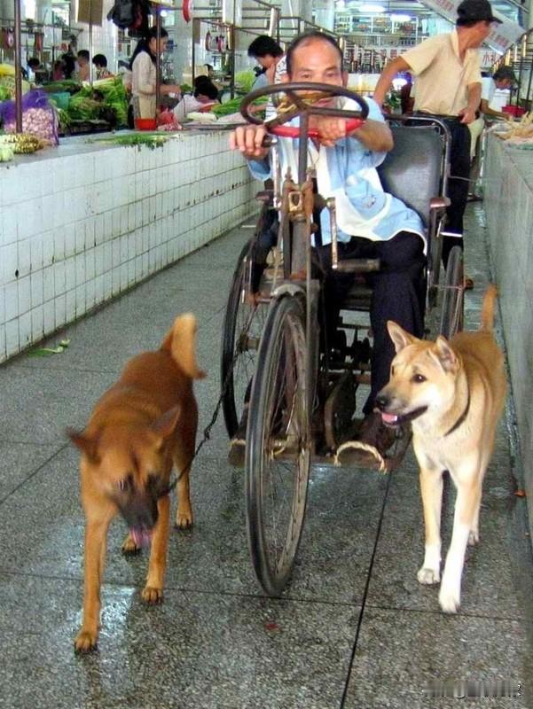 什么事儿能让全网都暖到心坎儿？近日，四川绵阳平武县一只叫“来福”的土狗，做出了超