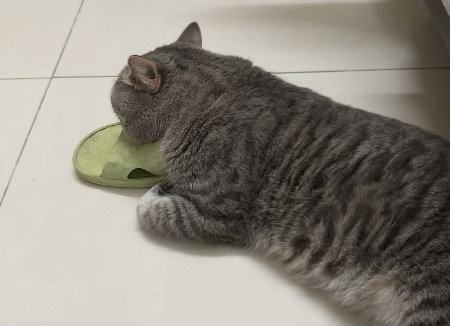 猫咪和拖鞋的不解情缘​​​