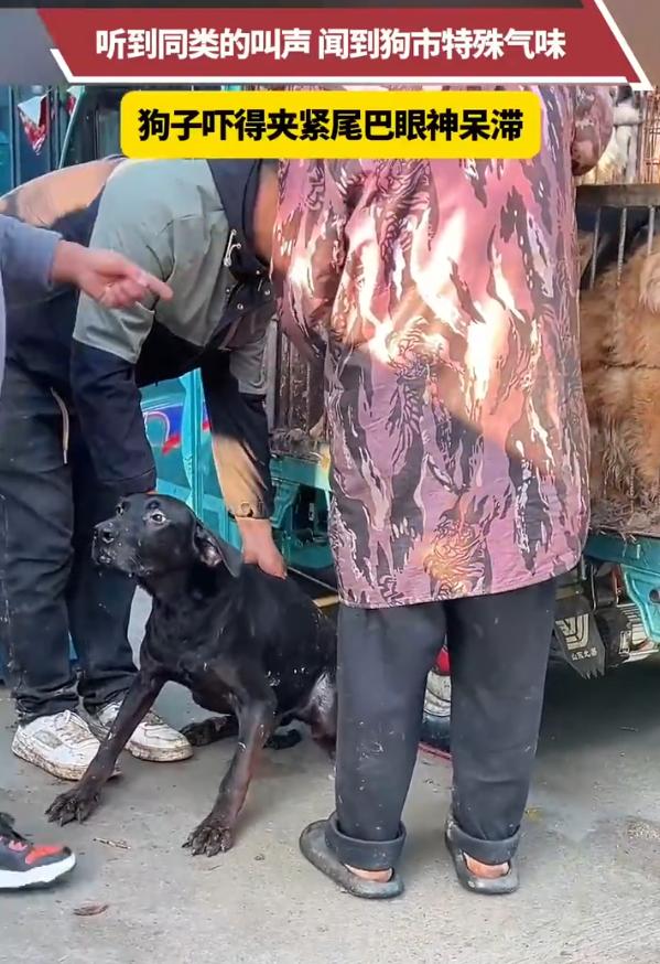 揪心一幕！安徽黑狗咬伤路人后被主人称重卖给狗贩，置身满是同类哀嚎、血腥味冲天的狗