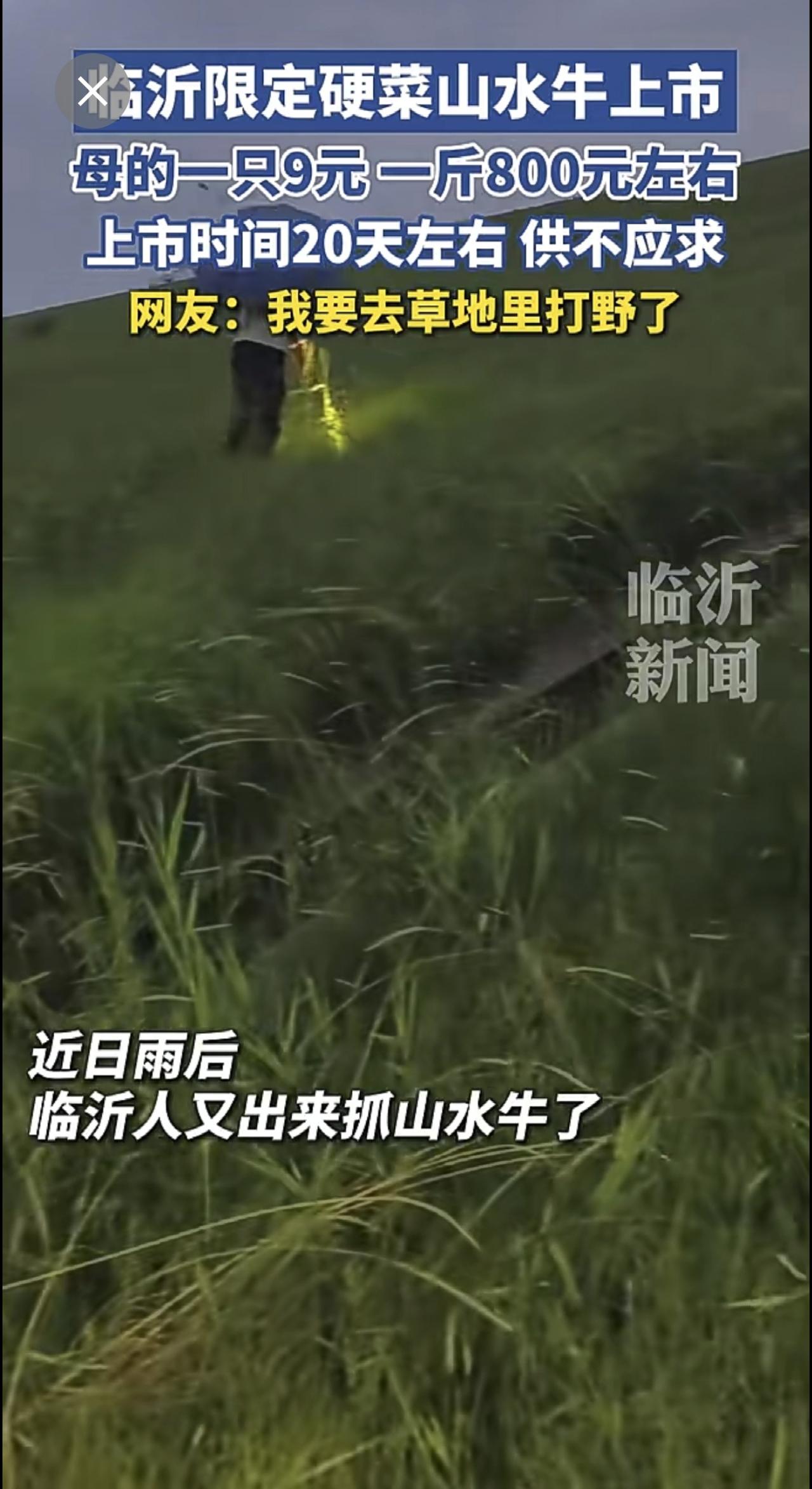 临沂季节限定山水牛开始上市了，母的一斤800元左右，一只大约9元。商贩：上市时间